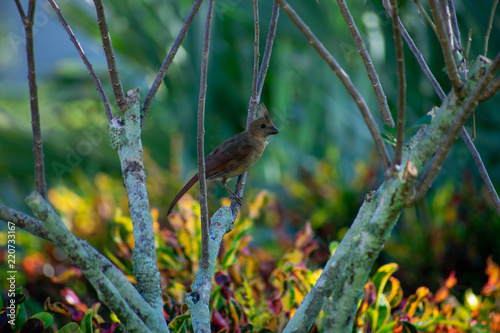 Bird 