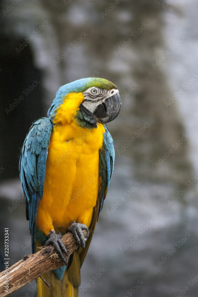 Macaw , macaw parrot bird / Parrot perched on a branch