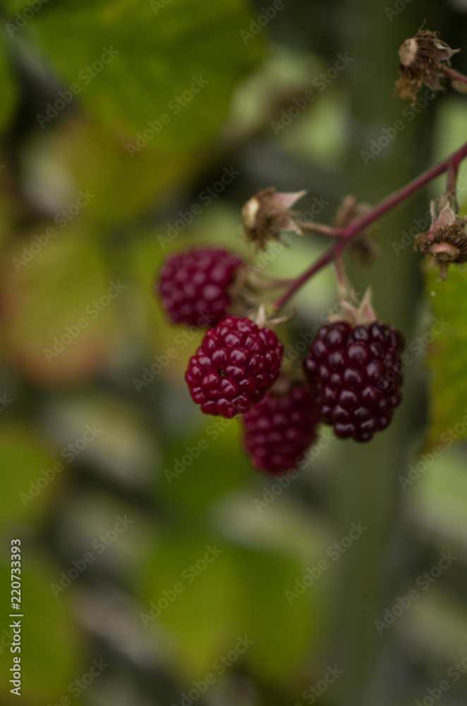branch of ripe raspberries in a garden on green background
branch of ripe raspberries in a garden on green background