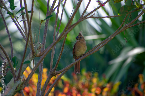 Bird 2