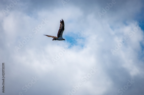 The Flying Bird
