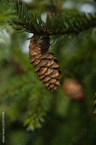 Small brown cones on a branch of a pine tree