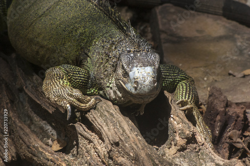 Green iguana or Common iguana   Is a species of iguana native to Central and South America