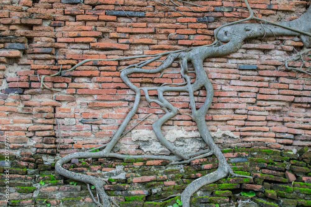 Tree roots on a brick wall.