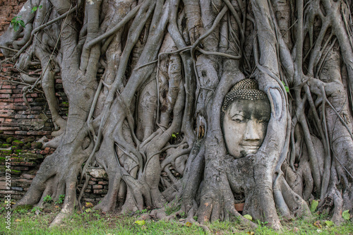 Amazing buddha head in tree root in Mahathat temple, Ayutthaya, Thailand. © dekliyngkaea