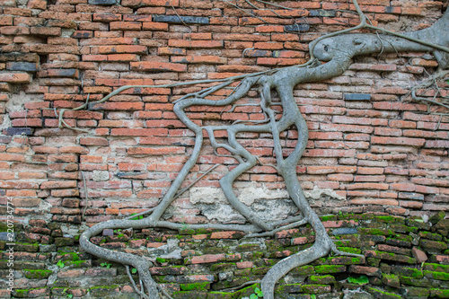 Obraz na płótnie Tree roots on a brick wall. w salonie
