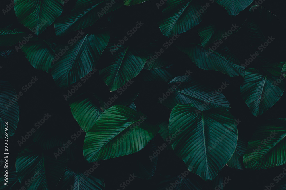 Obraz premium Ciemne botaniczne tło tropikalnych liści wyblakłe bg