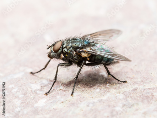 Diptera Meat Fly Insect On Rock Wall