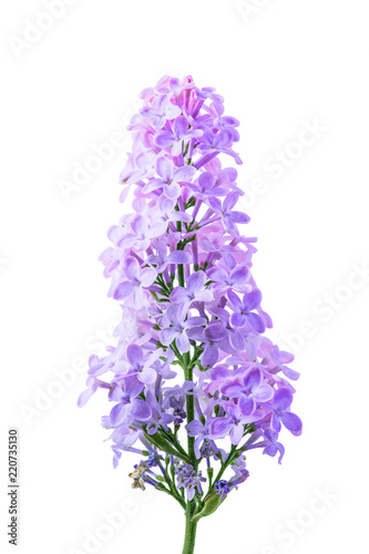 Blossoming Violet Lilac Flowers Branch Isolated on White Background