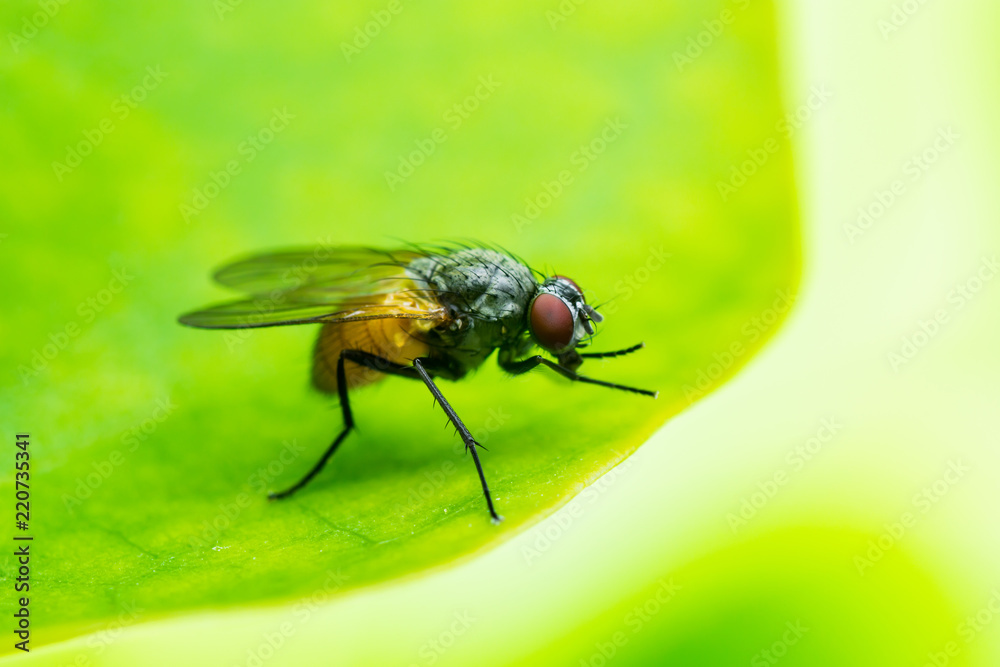 Exotic Drosophila Fruit Fly Diptera Insect on Plant Leaf Exotic Drosophila Fruit Fly Diptera Insect on Plant Leaf