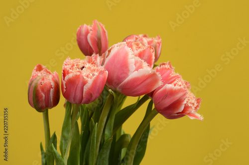 Orange tulip flower for backgrouund © Aris