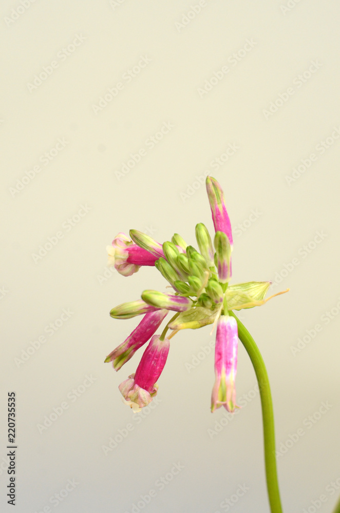 Digitalis flower for background