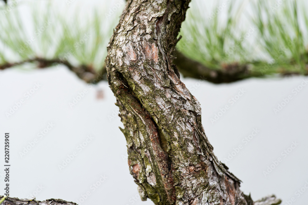 Macro shot of bark, rhytidome, trunk of bonsai tree in botanic garden Macro shot of bark, rhytidome, trunk of bonsai tree in botanic garden