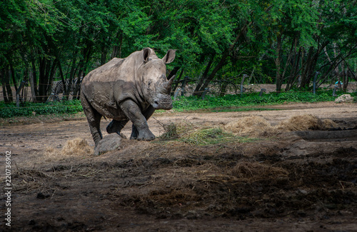 Rhinoceros with mud covering skin