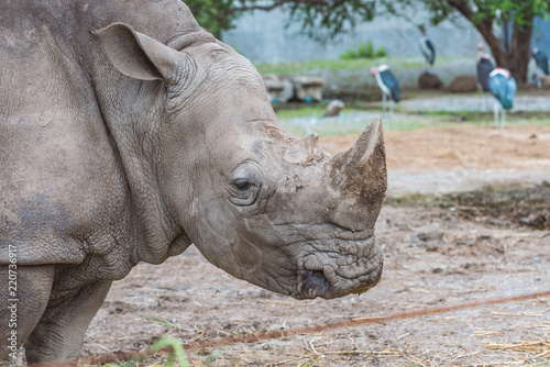 Close up profile of Rhino head