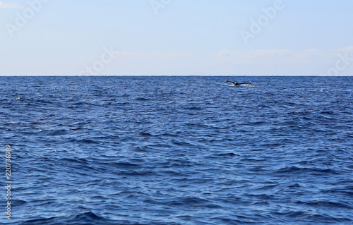 Whale's tail, Hawaii