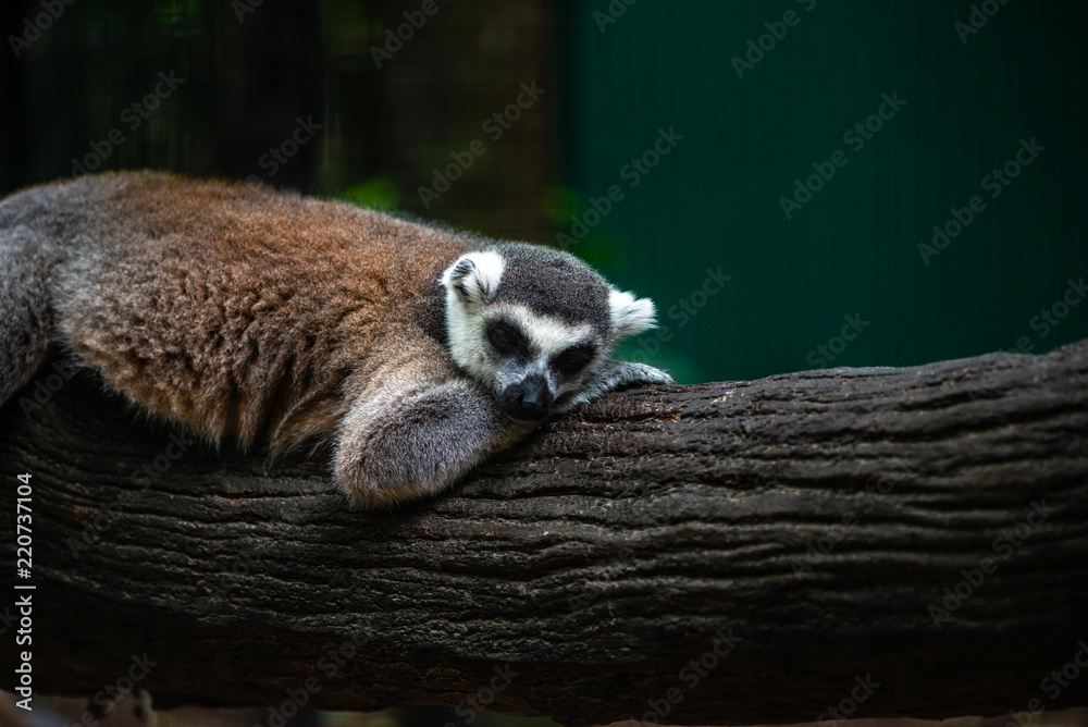 Fototapeta premium Sleeping Lemer in a zoo