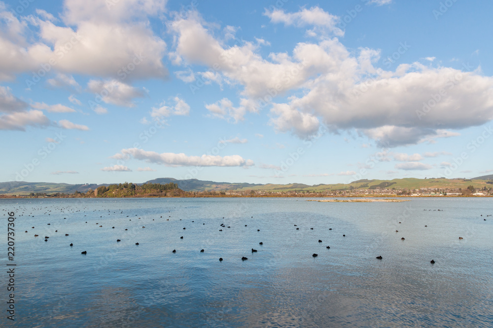 Φωτογραφία lake Rotorua with flock of resting waterbirds, Rotorua, New Zealand
