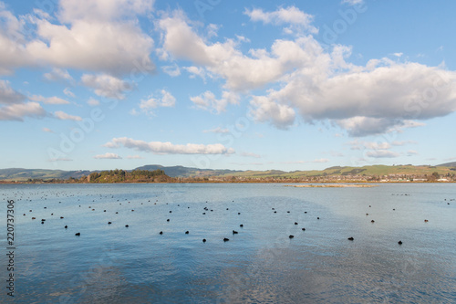 lake Rotorua with flock of resting waterbirds, Rotorua, New Zealand