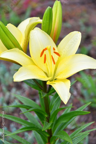 Fototapeta Naklejka Na Ścianę i Meble -  Garden Lily yellow