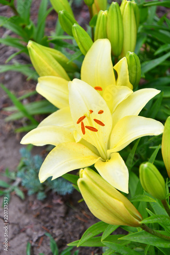 Garden Lily yellow