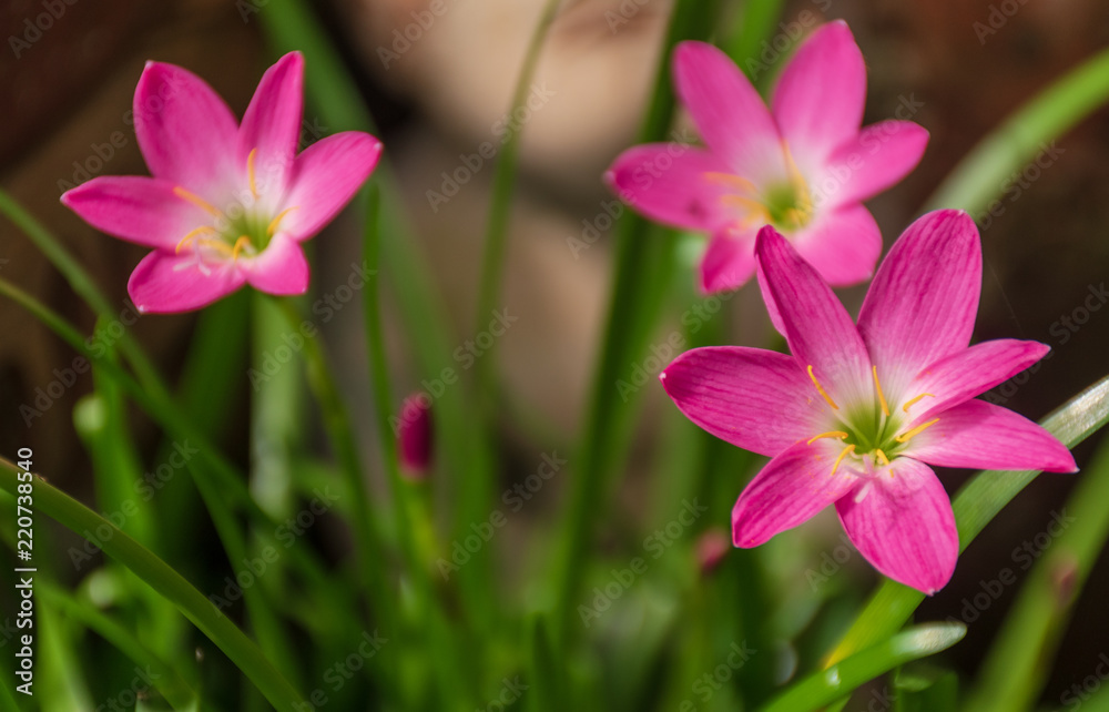 Rain Lily is blooming on a rainy day. In the garden beside the house Rain Lily is blooming on a rainy day. In the garden beside the house