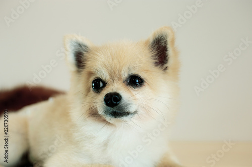 Dog on floor with gray background.