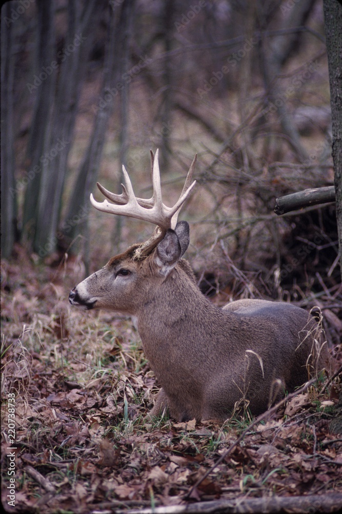 white-tailed deer buck, Ontario