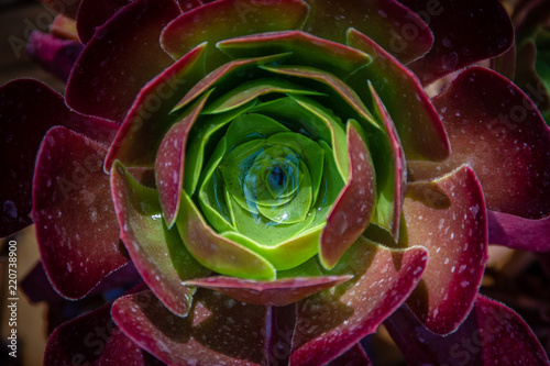 Beautiful close-up of  an Aeonium of the Zwartkop or 