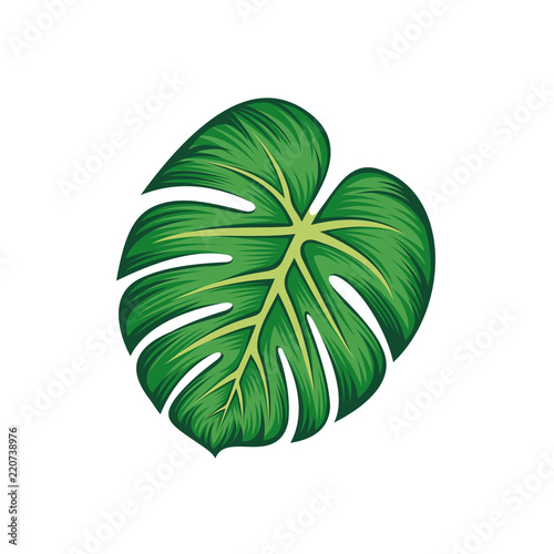 Tropical Leaf Monstera Plant isolated vector illustration