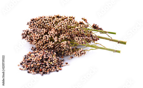 sorghum isolated on white background