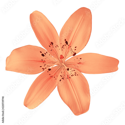 flower coral  lily isolated on white background. Close-up. Nature.