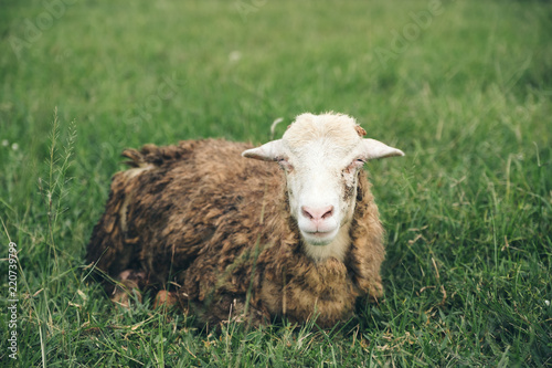 Fototapeta Naklejka Na Ścianę i Meble -  Closeup image of sheep in green grass field at countryside farm