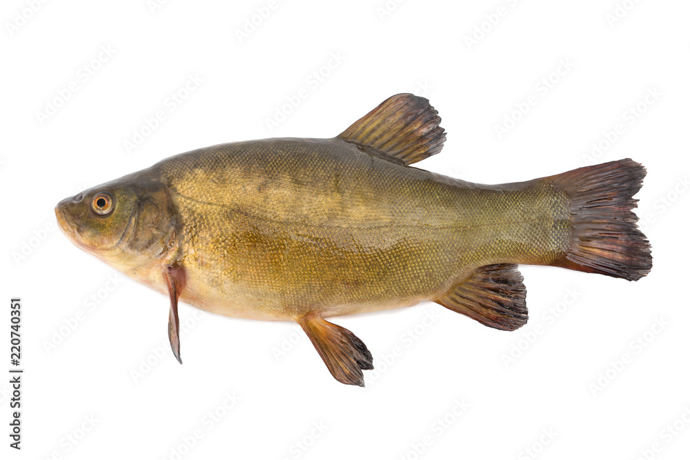 Tench