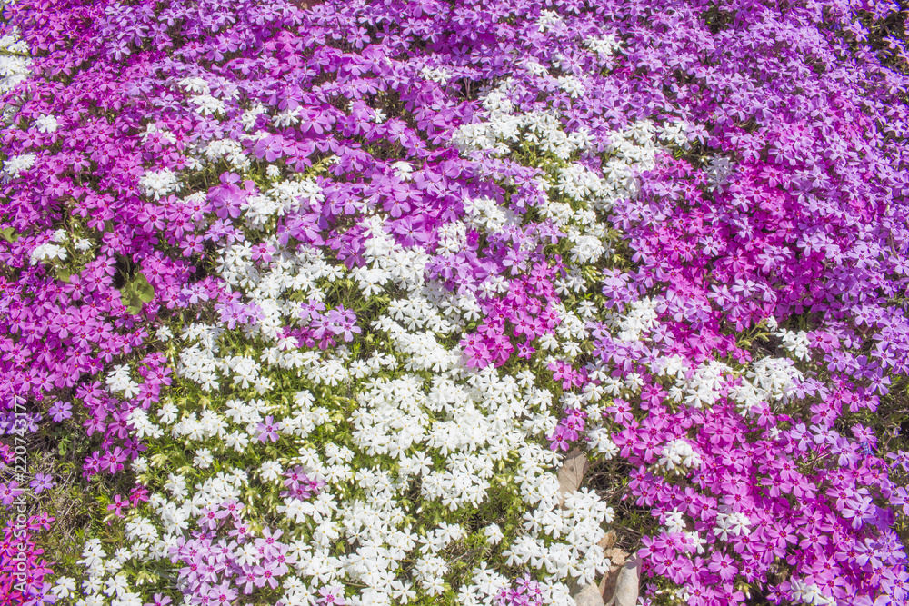芝桜 芝桜