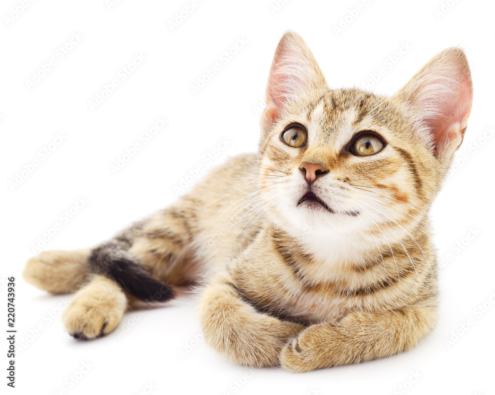 Obraz premium Small brown kitten.