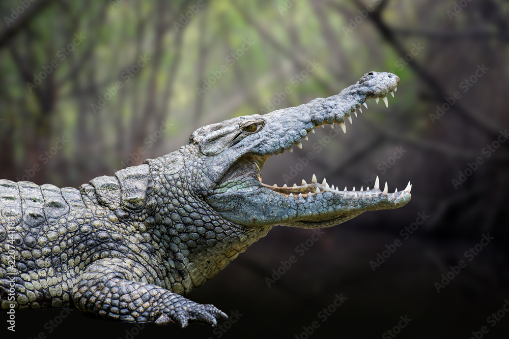 Fototapeta premium Krokodyl w Parku Narodowym Kenii w Afryce