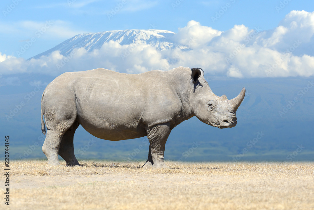 Naklejka premium Afrykański nosorożec biały