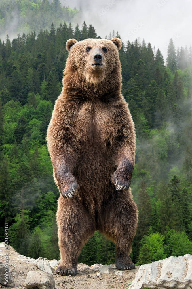 Obraz premium Duży niedźwiedź brunatny stojący na tylnych łapach