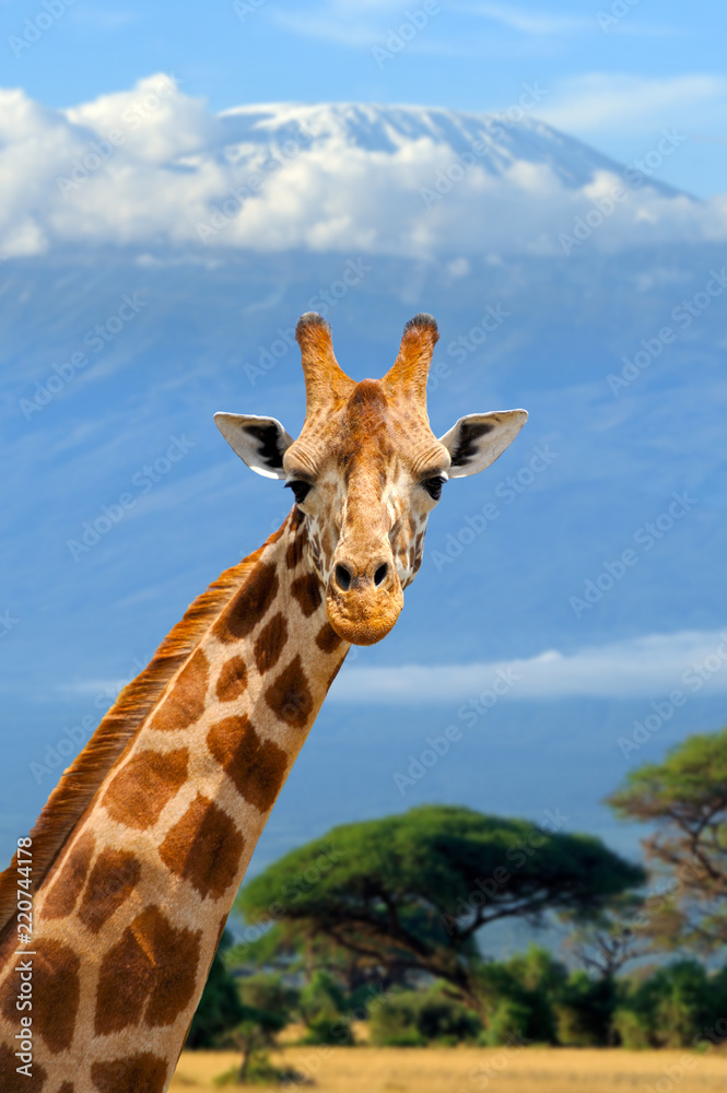 Fototapeta premium Giraffe on Kilimanjaro mount background in National park of Kenya