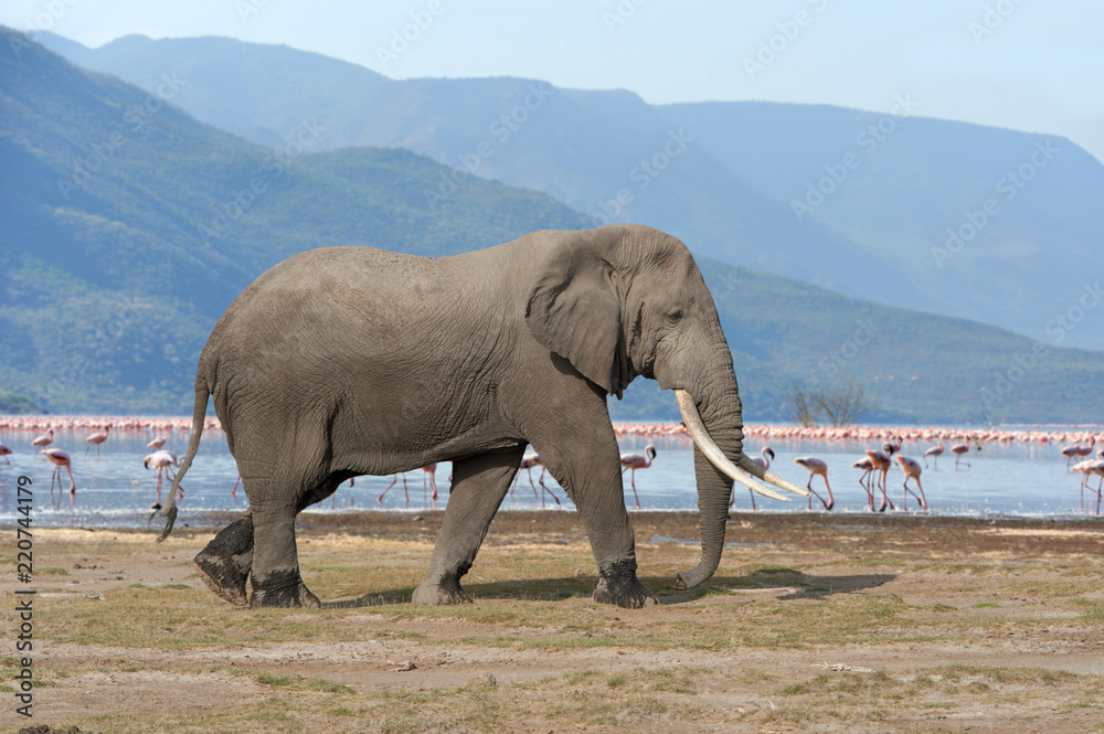 Obraz premium Elephant in National park of Kenya
