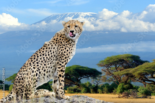 Wild african cheetah on Kilimanjaro mount background