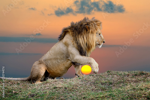 Fototapeta Naklejka Na Ścianę i Meble -  Lion on sunset background