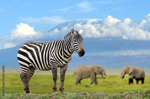 Zebra on elephant and Kilimanjaro background
