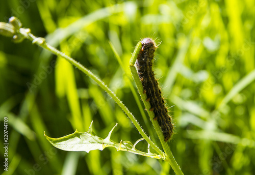 caterpillar eating grass in a field