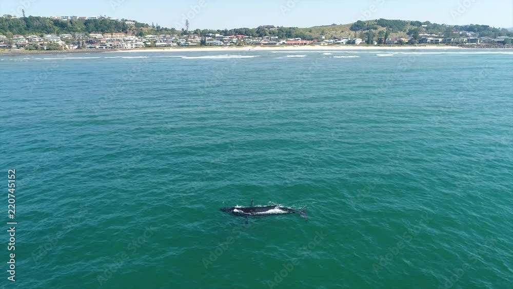 Ballena es grabada con dron en una visita que hace a la ciudad