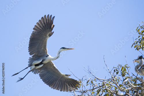 Foto Grey heron flying