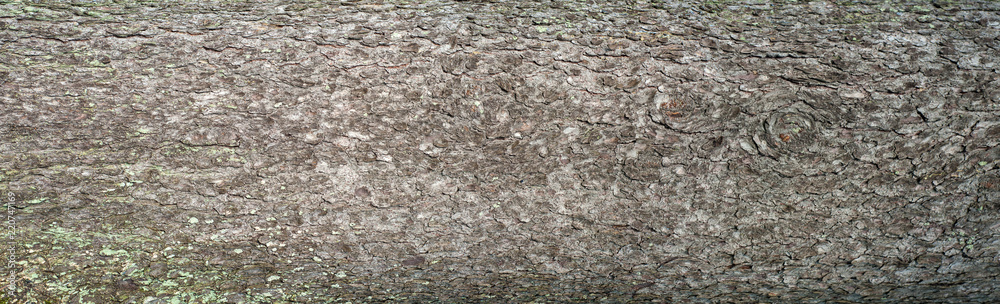 Obraz premium Embossed texture of the bark of fir. Panoramic photo of the fir texture.