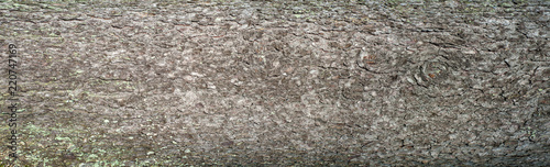 Embossed texture of the bark of fir. Panoramic photo of the fir texture.