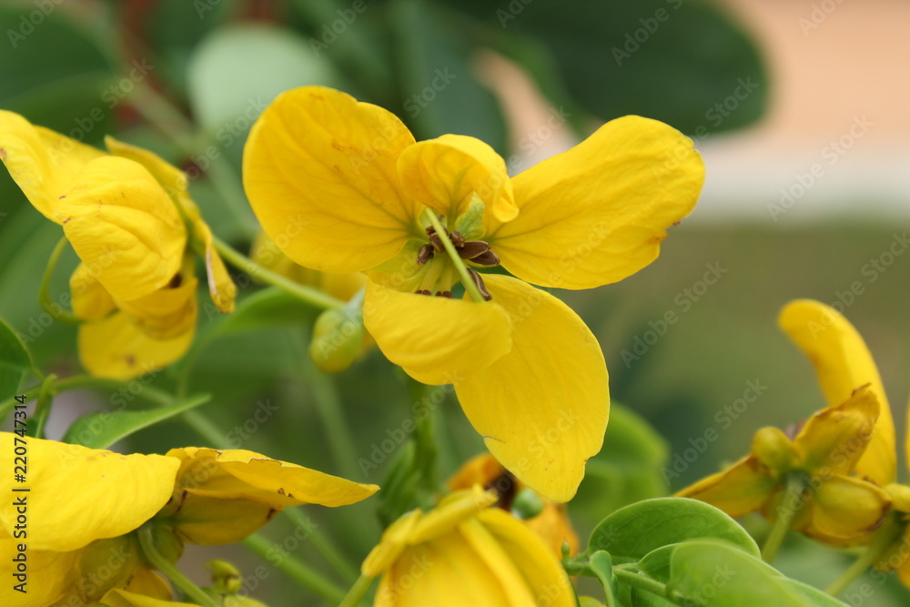 Flower in nature at its best